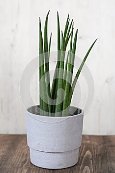 Sansevieria cylindrica Straight - Cylindrical Snake Plant, a succulent with rhizomes native to Africa and tropical countries