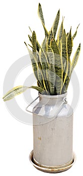 Sansevieria. Decorative green house plant in the metal pot.