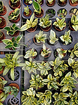 Sansevieria at Different Growth Stages