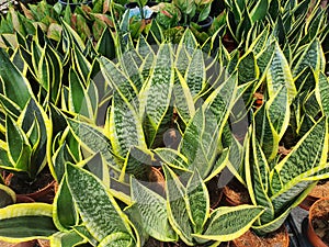 Sansevieria is distributed in tropical and subtropical regions of Africa, Madagascar, India.