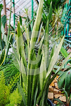 sansevieria. exotic plants grown in a large greenhouse of the botanical garden.