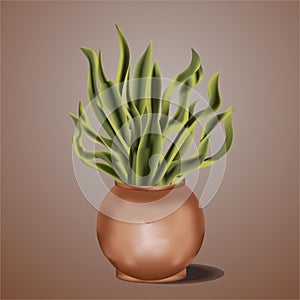 Sansevieria Flowering Plant and House Plant Vector Illustration