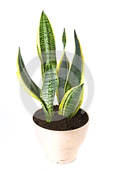 Sansevieria Futura Superba