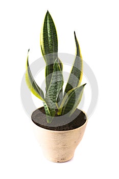 Sansevieria Futura Superba photo