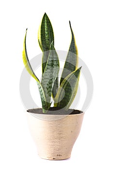 Sansevieria Futura Superba