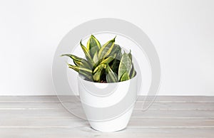 Sansevieria Golden Hahnii, Snake Plant in white plastic pot on wooden table on white background. Succulent, house plant. Selective