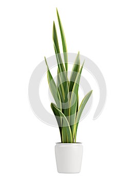 Sansevieria growing in a pot