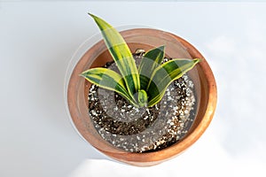 Sansevieria Hahnii golden dust snakeplant on isolated white background top view photo