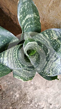 Sansevieria Plant shot from above photo