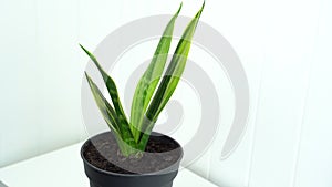 Sansevieria home plant on the bedside table left glide