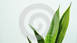 Sansevieria home plant leaves on the bedside table