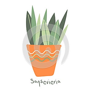Sansevieria. House plant in a clay pot