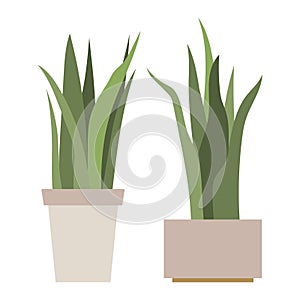 Sansevieria. House plant in flower pot. Home gardening. Hand drawn vector illustration in flat cartoon style