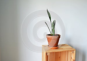 Sansevieria house plant in terracotta pot on wooden box