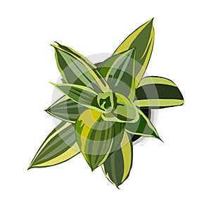 Sansevieria House plant top view vector isolated.