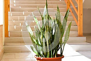 Sansevieria, indoor potted plant
