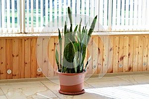 Sansevieria, indoor potted plant with air purifying benefits