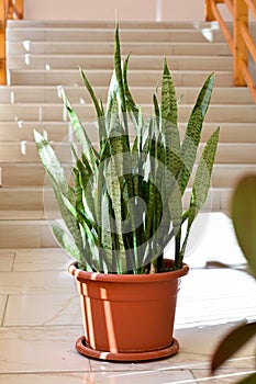 Sansevieria, indoor potted plant with air purifying benefits, also called snake plant