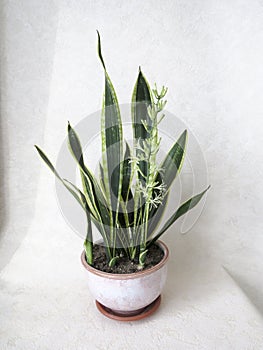 Sansevieria Laurentii or pike tail in bloom