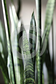 Sansevieria leaves on grey background, close up