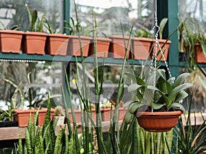 Sansevieria and many different indoor potted plants in Botanical Garden of Moscow University `Pharmacy Garden` or `Aptekarskyi ogo