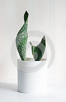 Sansevieria Masoniana Whale Fin, Snake Plant in white plastic pot on light background. Home hobby. Succulent, house plant.