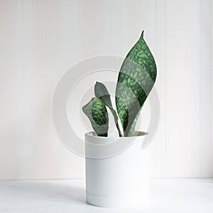 Sansevieria Masoniana Whale Fin, Snake Plant in white plastic pot on light background. Home hobby. Succulent, house plant.