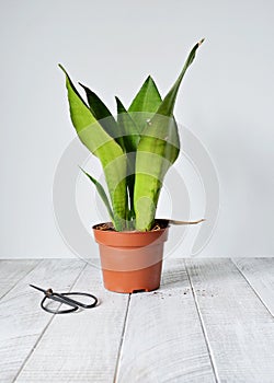 Sansevieria moonshine green house plant in brown plastic pot and black steel scissors on wooden table