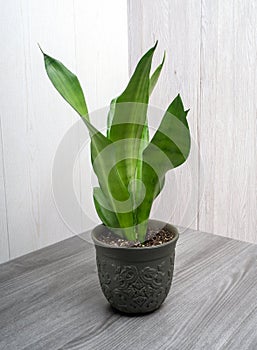 Sansevieria moonshine popular houseplant