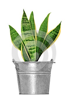 Sansevieria (mother-in-law's tongue) plant in a b photo