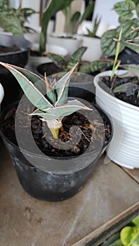 Sansevieria pinguicula sansiviera