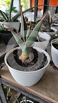 Sansevieria pinguicula sansiviera