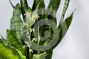 Sansevieria plant with blooming flower on the white background