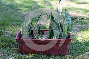Sansevieria plant growing in a clay pot