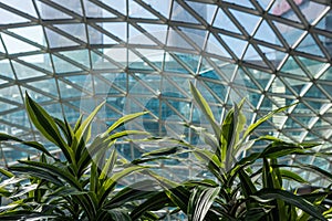 Sansevieria plants on the background of the glass roof