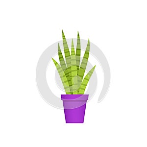 Sansevieria potted plant in pot. Vector illustration.