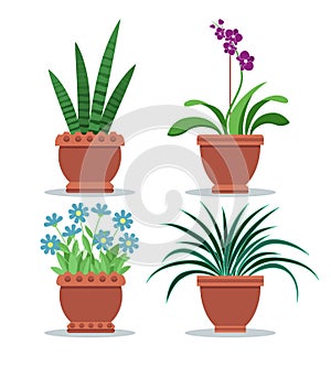 Sansevieria Room Plant Set Vector Illustration