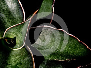 Sansevieria Samurai leaves in detail close up on top