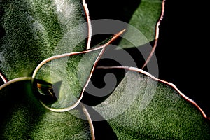 Sansevieria Samurai leaves in detail close up on top