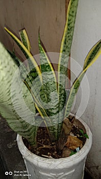 sansevieria