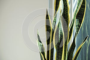 Sansevieria or snake plant with copy space