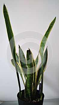 Sansevieria, snake plant or mother-in-law`s_tongue plant