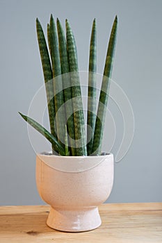 A sansevieria snake plant potted