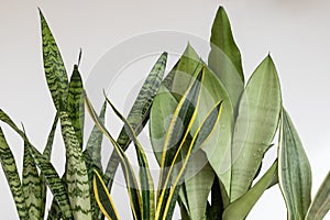 Sansevieria snake plants leaves on a white isolated background