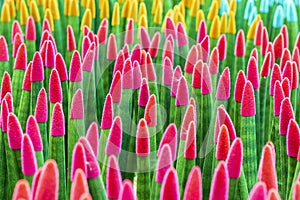 Sansevieria stuckyi dyeing pink and yellow velvet photo