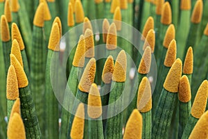 Sansevieria stuckyi dyeing yellow velvet photo