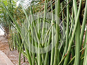 A Sansevieria Stuckyi from the genus Asparagaceas from tropical Africa photo
