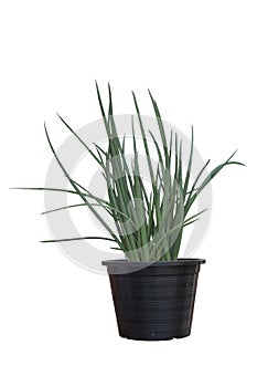 Sansevieria stuckyi plant in black plastic pot isolated on white background. photo