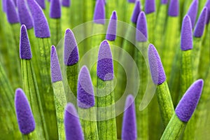 Sansevieria stuckyi dyeing purple velvet photo