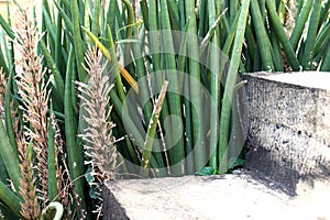 Sansevieria stuckyi plant photo